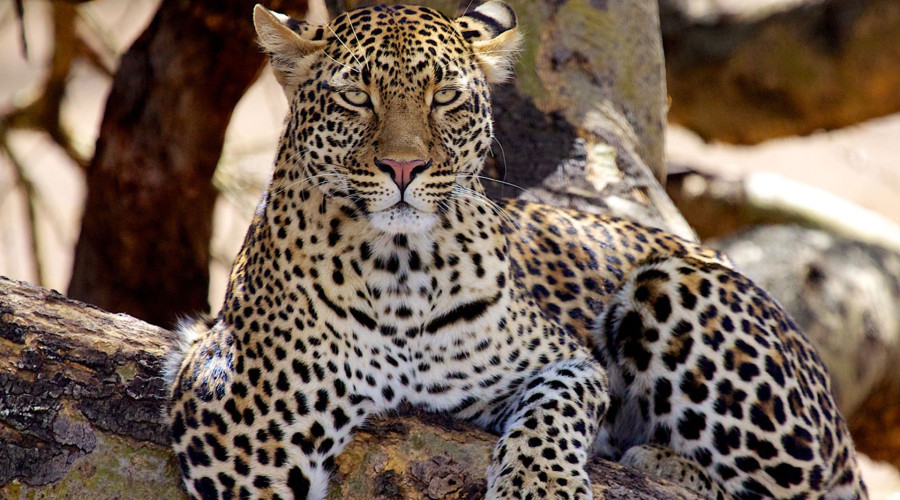 Climbing High for Safety and Prey