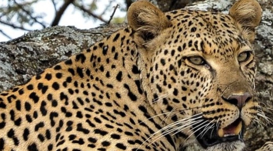 The Enigma of the Leopard