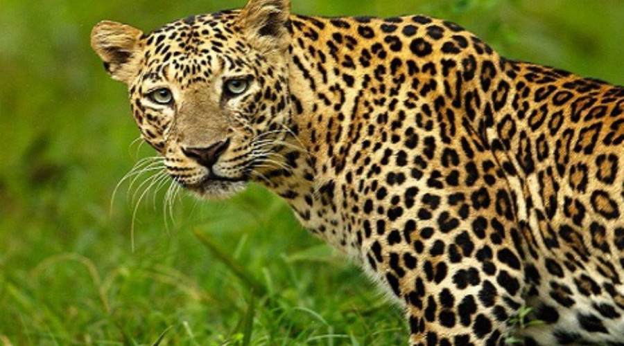 Conservation and the Future of Leopards
