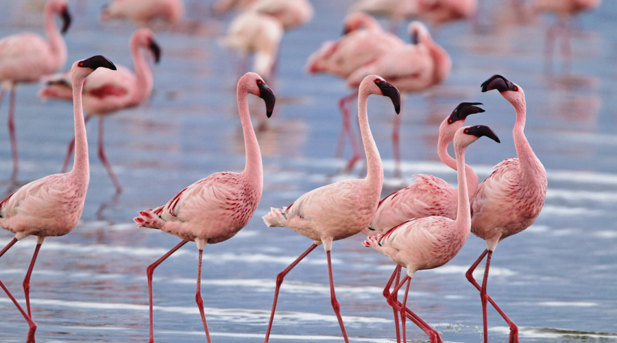 Beyond Flamingos-A Wildlife Wonderland