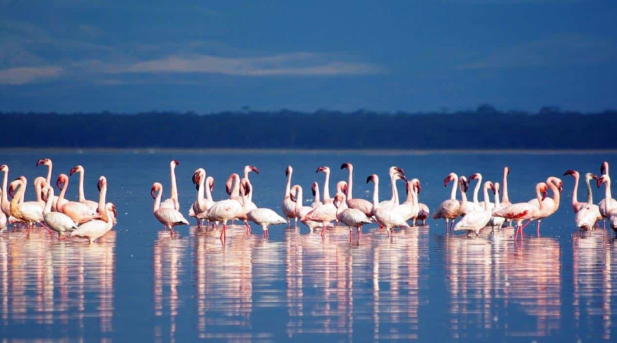 A Haven for Flamingos-Nature’s Pink Spectacle