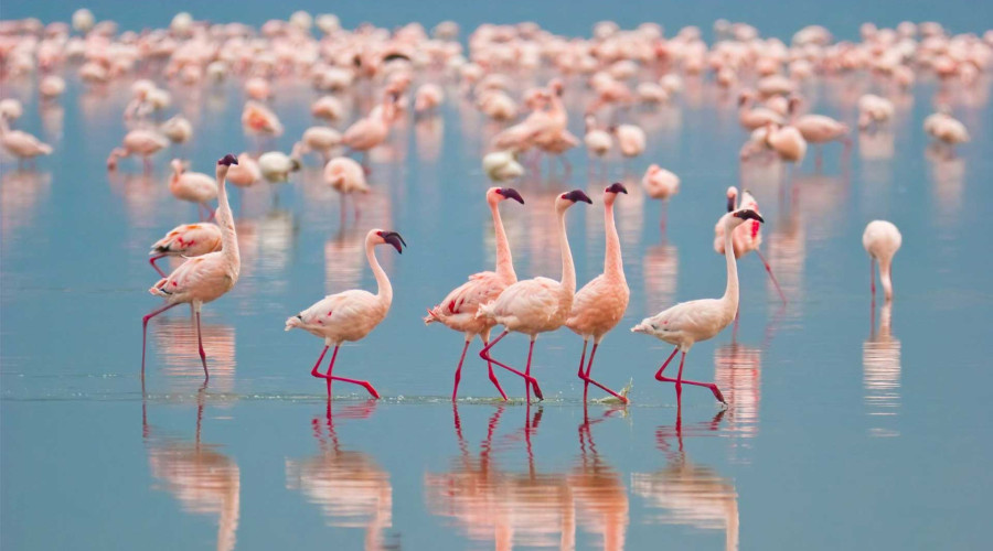 Pairing Lake Nakuru with Other Destinations