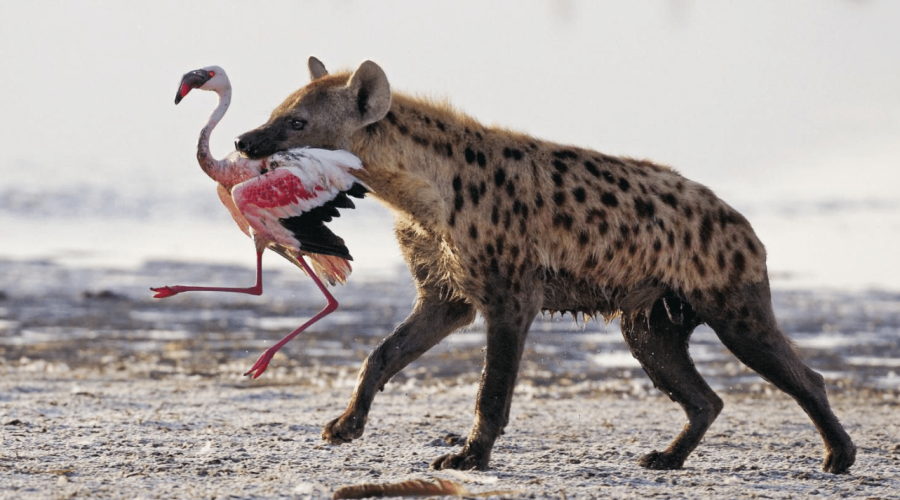 How to Get to Lake Nakuru National Park