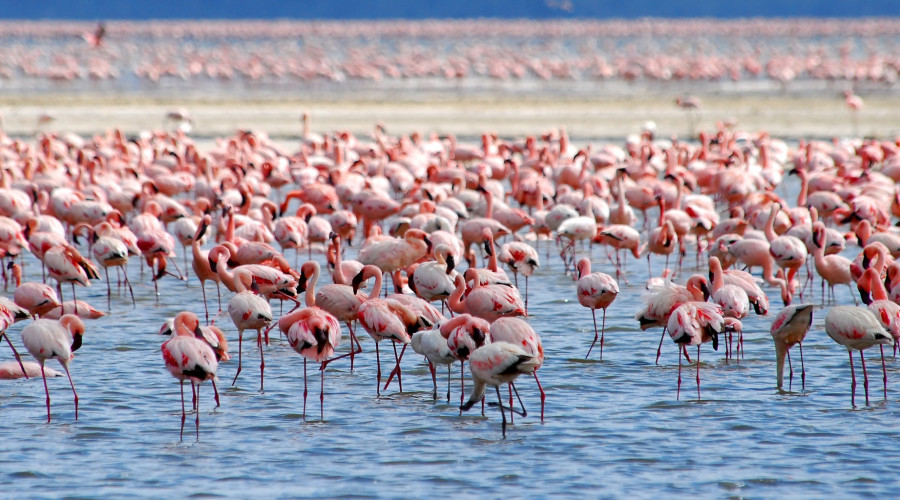 When is the Best Time to Visit Lake Nakuru?