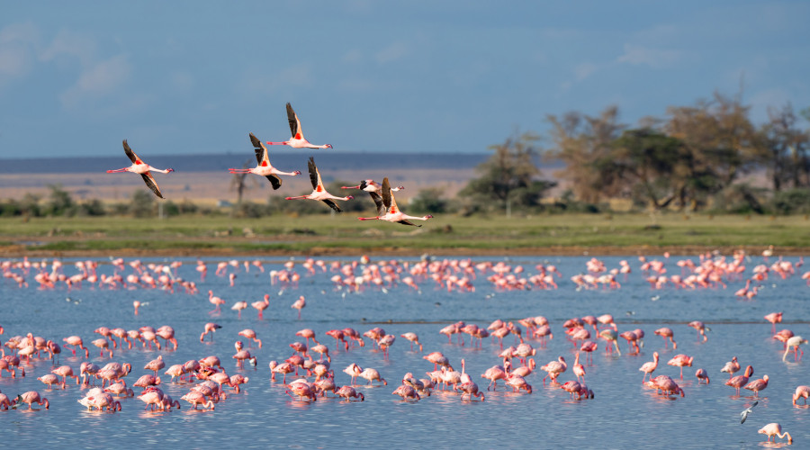 Lake Manyara – Where Forest Meets Flamingos