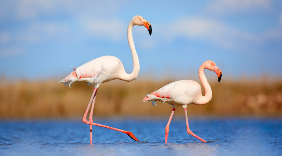 Lake Natron – The Sacred Breeding Sanctuary