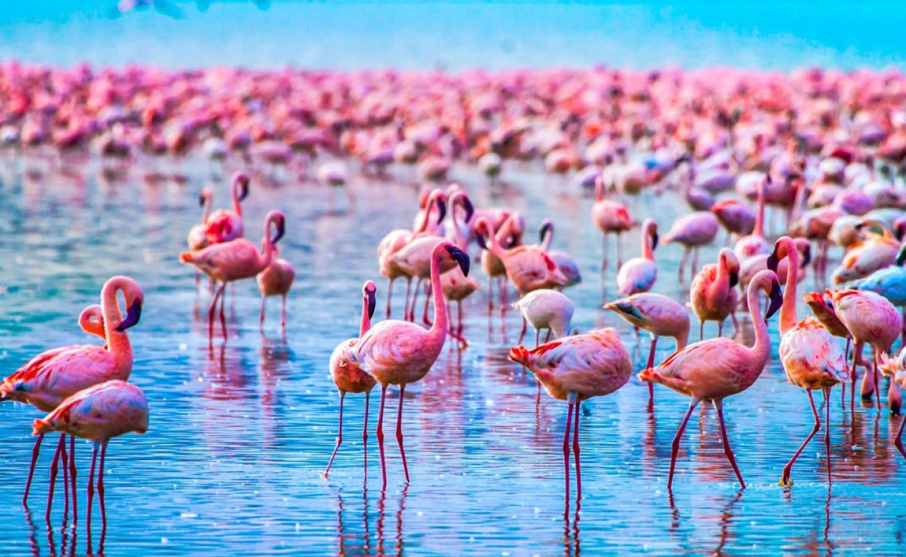 The Flamingo Migration in Tanzania