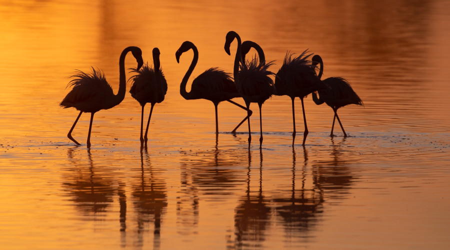 Lake Burunge – Seasonal Pink Retreat