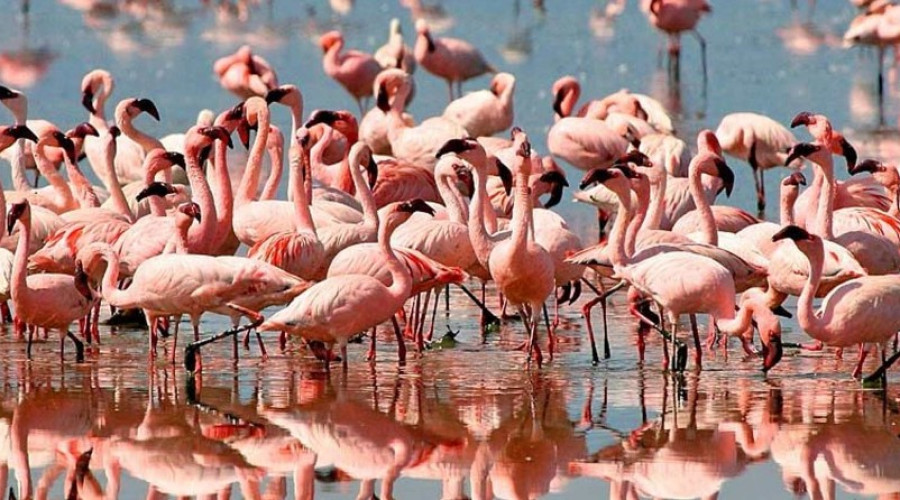 Momella Lakes – Walking Among Birds