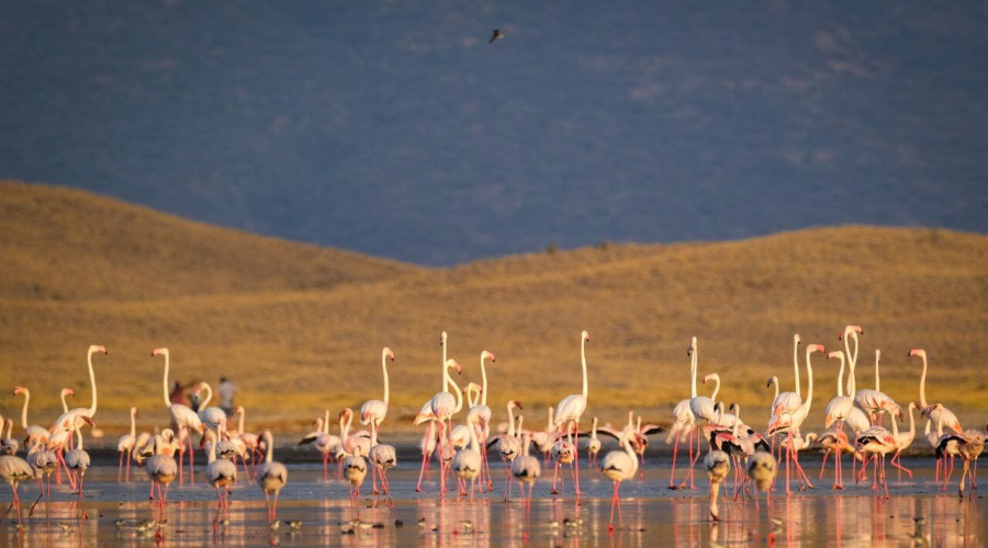 Lake Ndutu – Where Pink Meets Wildebeest