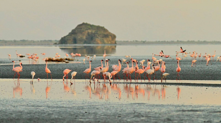Top 10 Flamingo Migration FAQs