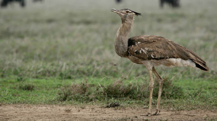 Ruaha National Park