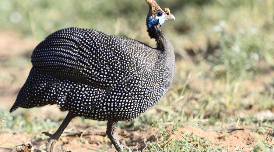 Arusha National Park
