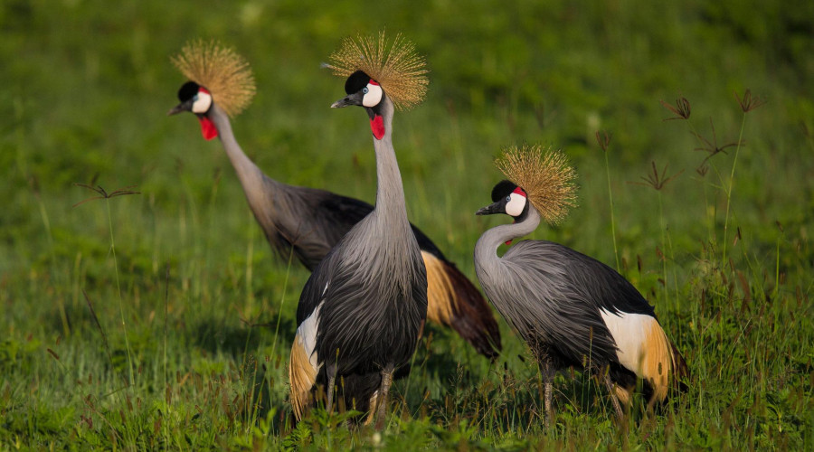 Ngorongoro Crater