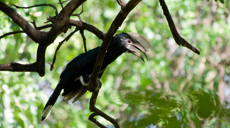 Tarangire National Park