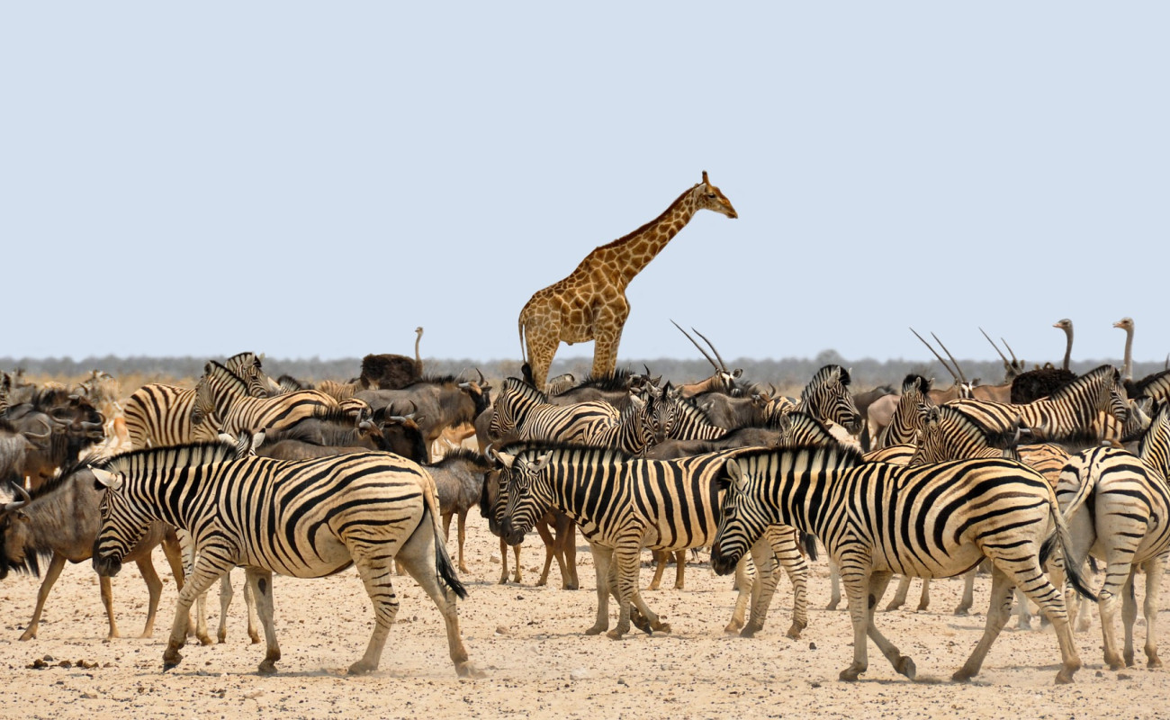 Why Photographers and Filmmakers Are Drawn to Nyerere National Park
