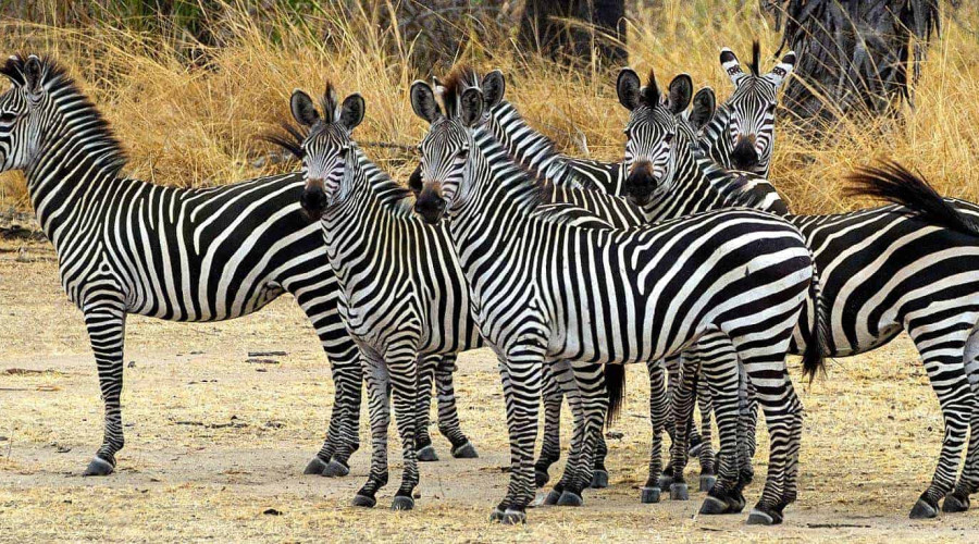 Access to Unique Predator-Prey Moments