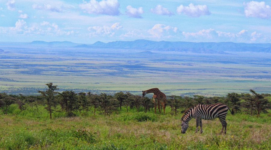 Wildlife Encounters That Feel Intimate