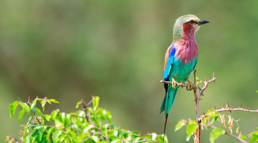 Introduction to Tarangire National Park