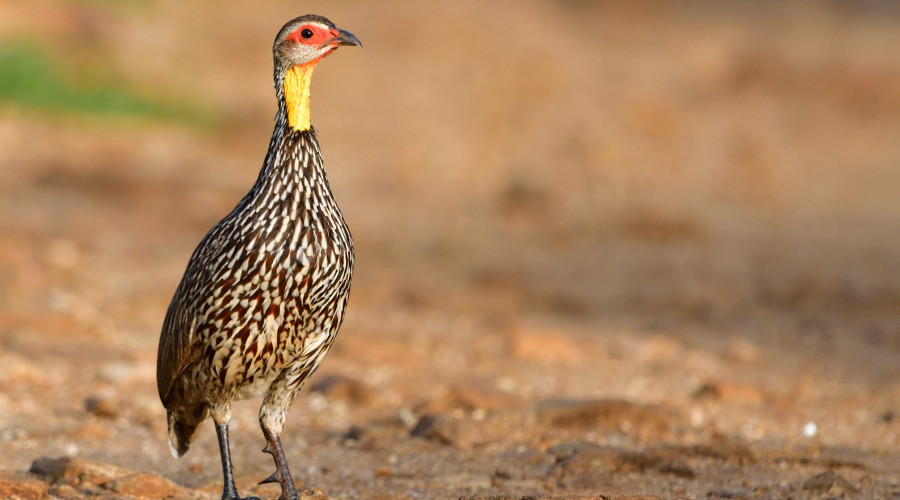 Tarangire’s Birding Appeal – Why It’s a Birder’s Dream