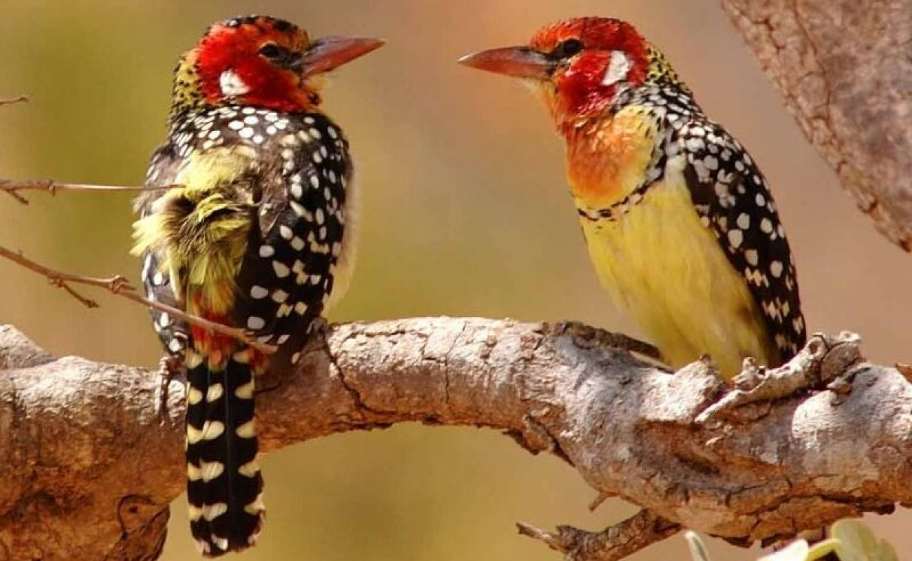 Why Tarangire National Park is a Birder’s Dream