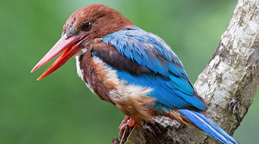 When is the Best Time to Visit for Birdwatching?