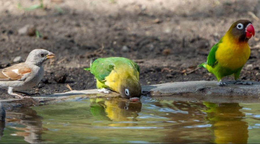 Best Birdwatching Areas in Tarangire National Park