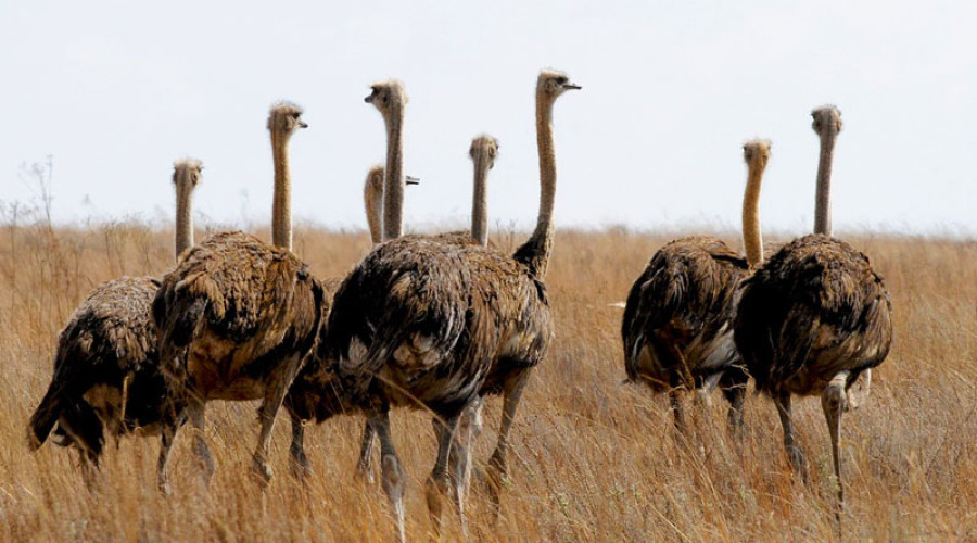 Why Tarangire National Park is a Birder’s Dream