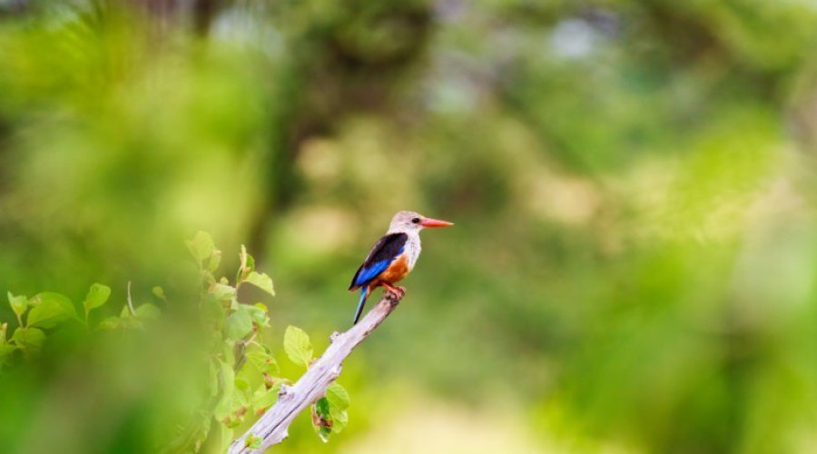 Birdwatching Safaris with Eagle Soul Adventure