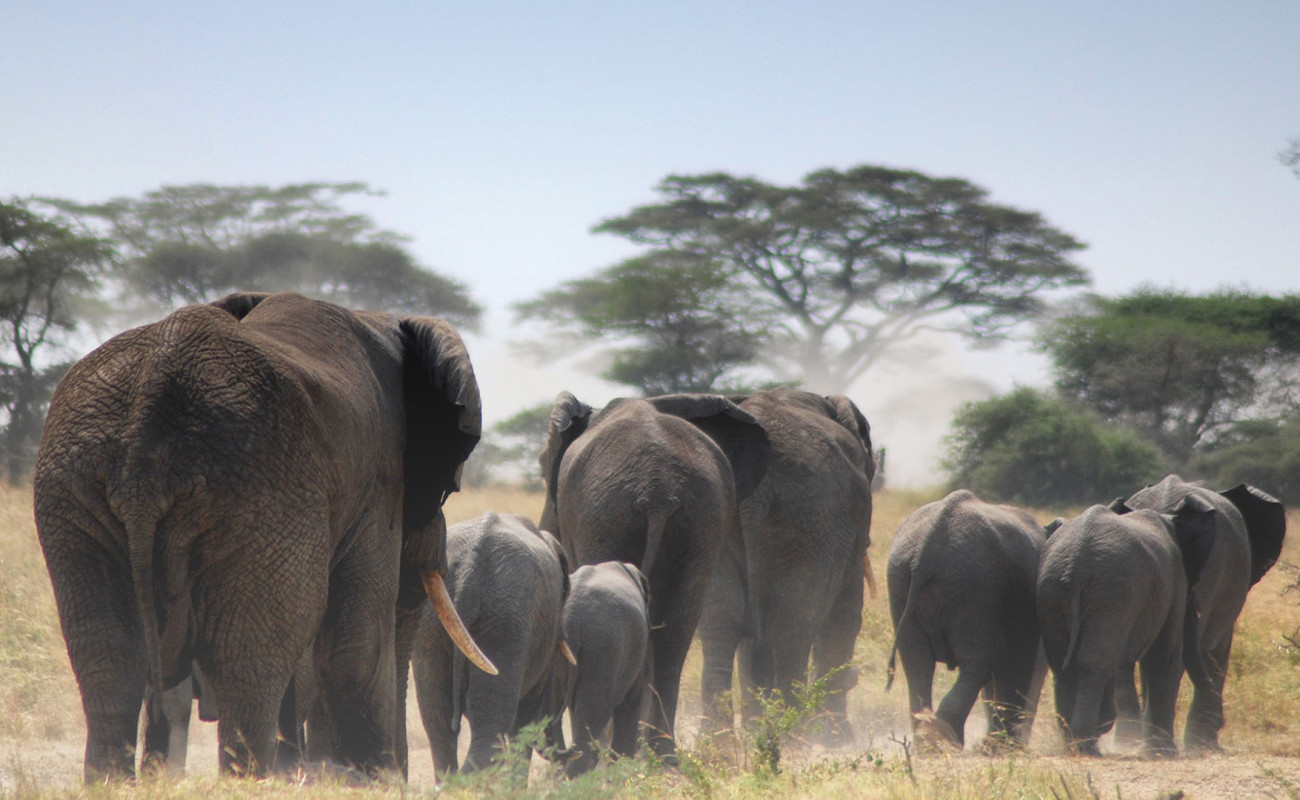 Why Tarangire National Park Should Be on Your Safari Bucket List