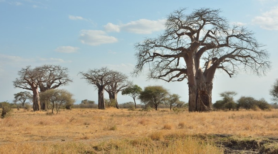 Iconic Baobab Tree Landscapes