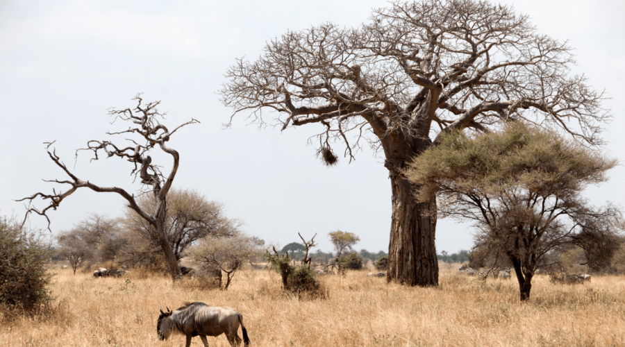 Diverse Wildlife and Predator Sightings