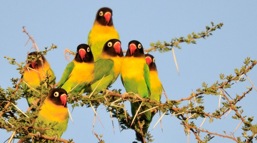 A Birder’s Paradise