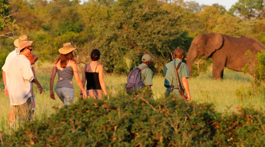 Walking Safaris and Night Game Drives