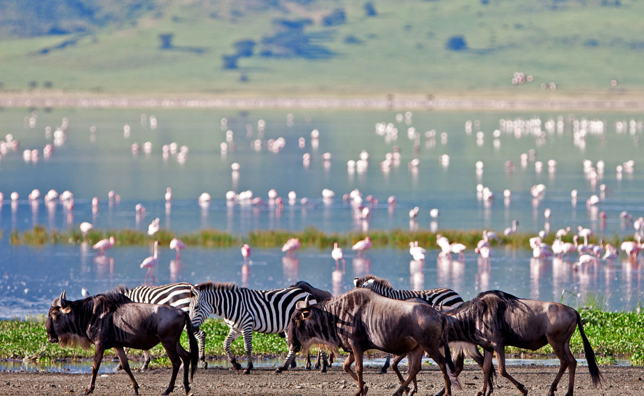 Why You Must Consider Ngorongoro Crater for Your Next Trip to Africa