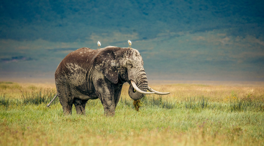 Unmatched Wildlife Experience