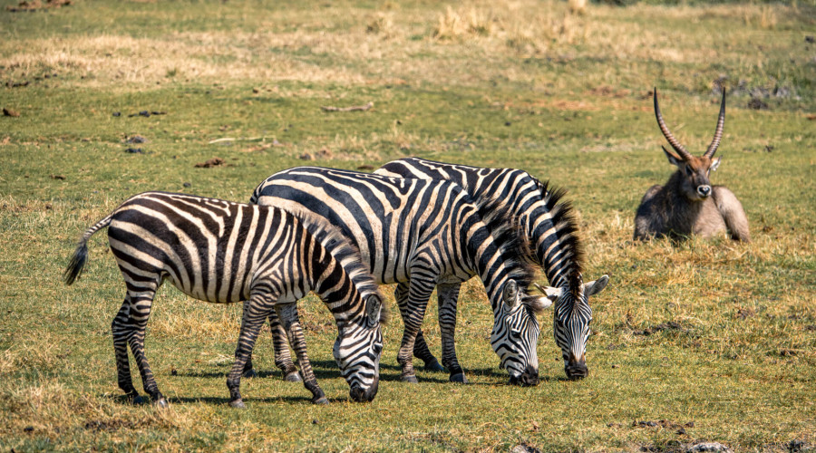 Why You Should Consider Ngorongoro Crater for Your Next Safari