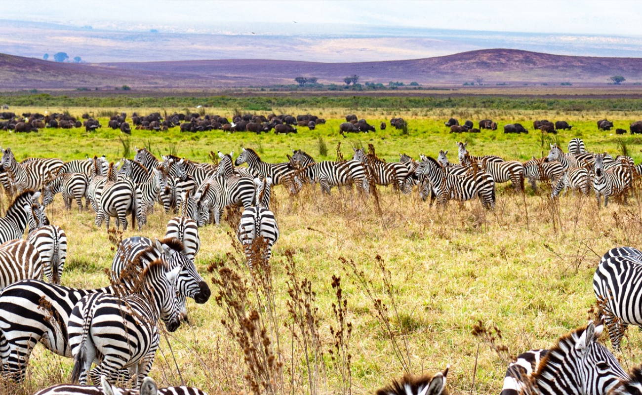 Reasons Why Mikumi Should Be on Your Safari Bucket List