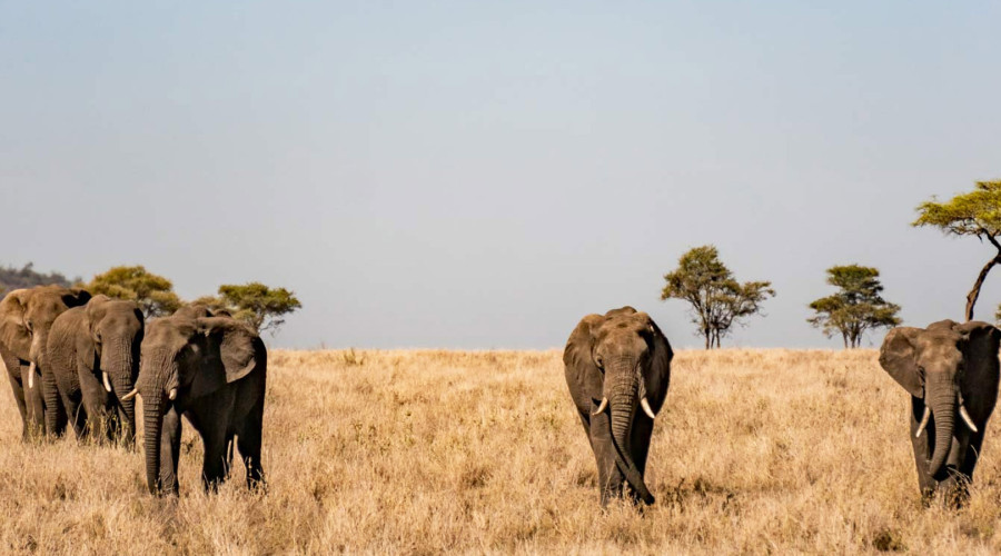 Exceptional Big Game Viewing