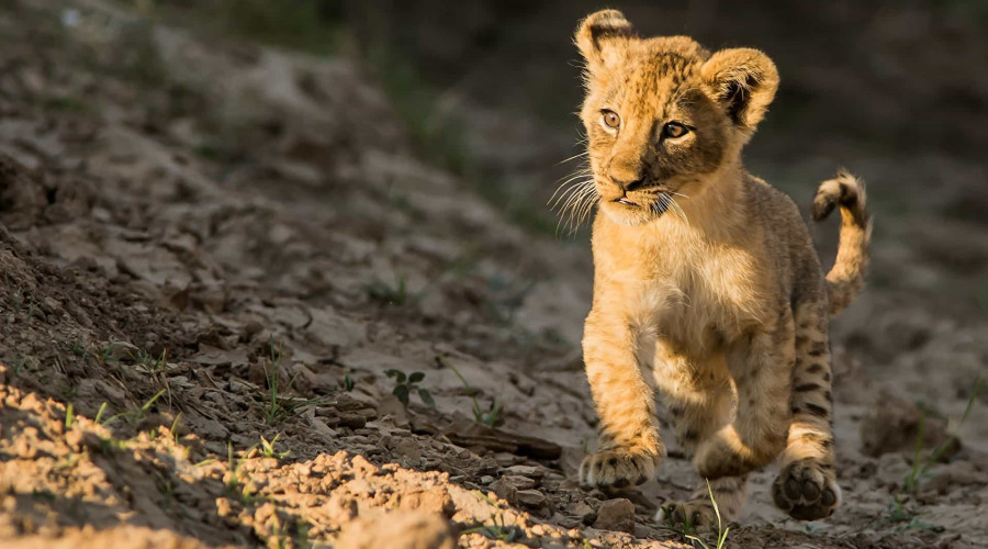 Predator Sightings in a Natural Setting
