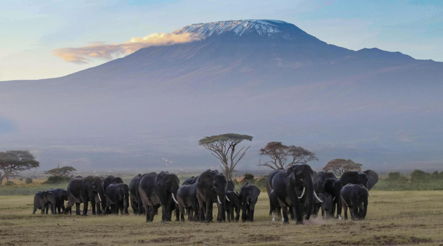 Why August & September Are the Best Months for Safari