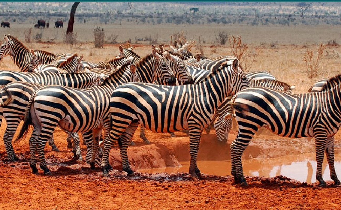 East Africa in August & September – The Peak of Safari Adventure