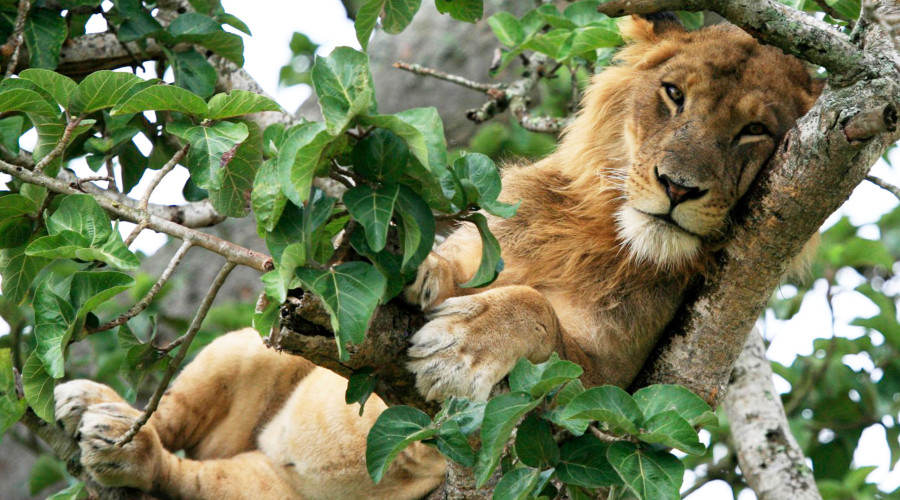 Uganda in August & September