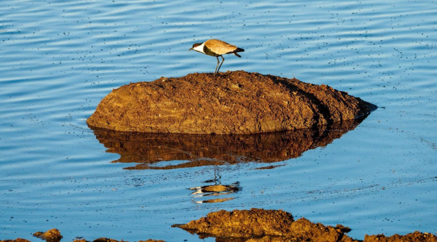 February Is Birdwatching Bliss