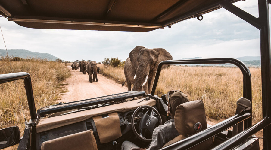 Kenya in February-Clear Skies, Big Cats, and Birdsong