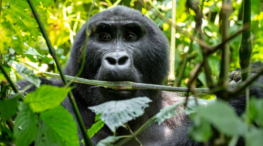 Uganda in February- Primates & Wild Waterways