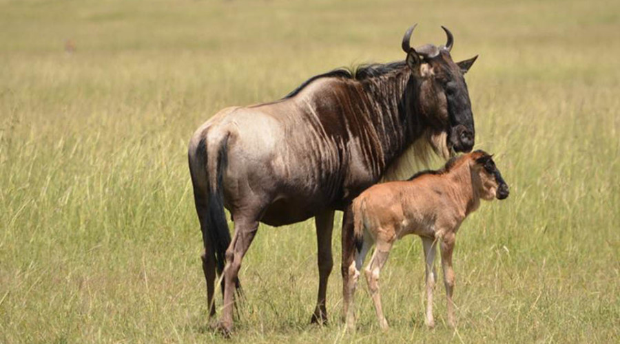 Tanzania in February-New Life and Predator Action