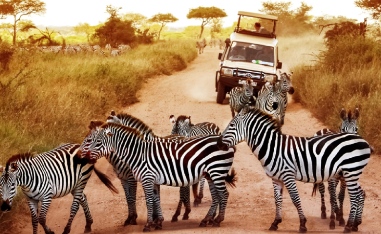 Explore East Africa’s Premier 2025 Safari Destinations