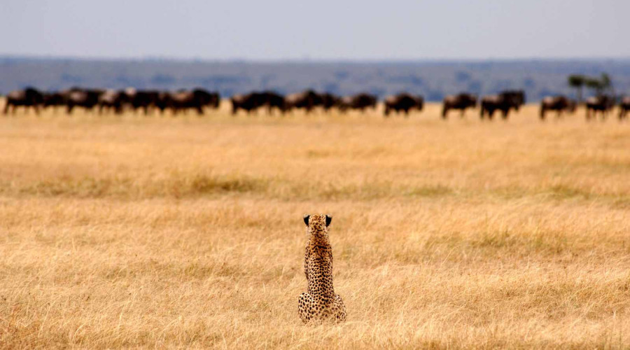 TANZANIA – Where Wilderness Meets Wonder