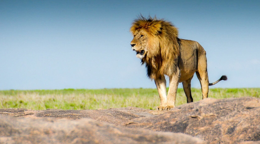 UGANDA – Tropical Mountains & Riverine Wilds